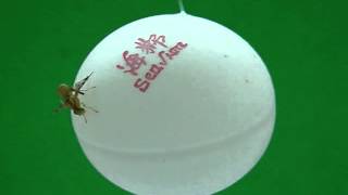 Fruit Fly Diptera Tephritidae Host Status Determination Supplemental Video 2 [upl. by Tadashi]