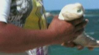 INCREDIBLE SHARK Cyclops albino shark caught off Mexico [upl. by Jaclyn847]