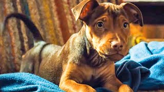 A Dogs Journey 2019  Boss Dogs Trick Scene 810  Movieclips [upl. by Cl]