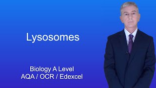 A Level Biology Revision quotLysosomesquot [upl. by Grefer698]