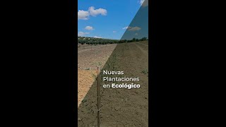 NUEVAS PLANTACIONES EN ECOLÓGICO [upl. by Pattison]