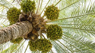 The Date Palm and its Significance in the Bible [upl. by Torras]