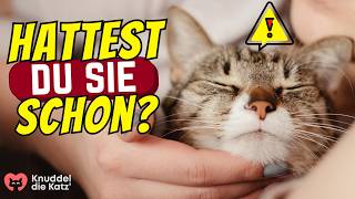 9 Krankheiten die Katzen an Menschen übertragen [upl. by Imekawulo984]