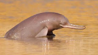 The Indus River Dolphin A Redefined Species [upl. by Leaffar]