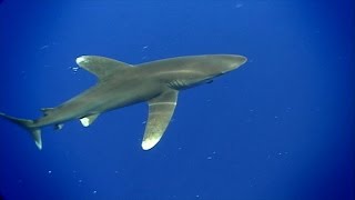 Oceanic Whitetip Sharks  SHARK ACADEMY [upl. by Atikim]