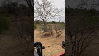 Male Lions chase buffalo in front of vehicle  Lion Sands Game Reserve  Sabi Sand Nature Reserve [upl. by Akeryt]