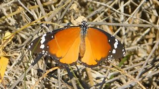 danaus chrysippus 2  butterflies of Greece [upl. by Elga638]