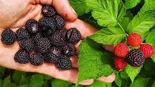 BLACK RASPBERRIES Everything You Need To Know [upl. by Notsag]