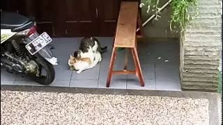 cat mating with cute screaming female cat [upl. by Zaremski]