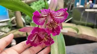 Cattleya Meloara Ching Sun Bright Star [upl. by Freudberg]