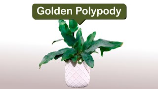 Golden Polypody [upl. by Jodee982]