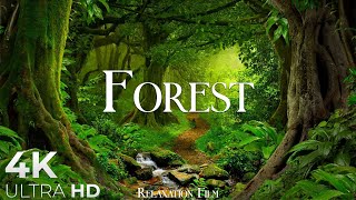 Forest 4K • Nature Relaxation Film • Peaceful Relaxing Music • 4k Video UltraHD [upl. by Cooper687]