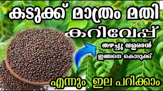 ഒരു പിടി കടുക്ക് ഇങ്ങനെ ചെയ്താൽ കറിവേപ്പ് വീട്ടിൽ മരമായി വളർത്താം curry leaves malayalam [upl. by Virgilio]