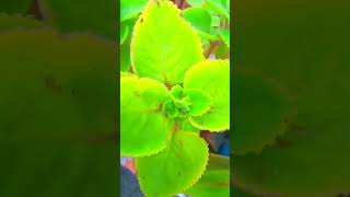 Ajwain plant Lagane ke tips gardening garden gardenflowerplants [upl. by Gnemgnok454]