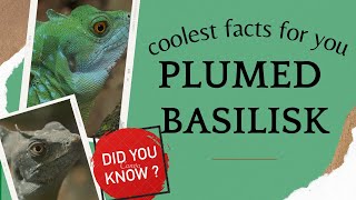 Plumed Basilisk facts 🦎 Green Basilisk 🦎 Double Crested Basilisk 🦎 Jesus Christ Lizard 🦎 [upl. by Kudva]