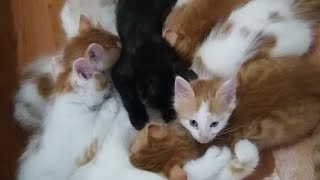 Kedi yavruları ne yapmış 🐈 [upl. by Ellehsal]