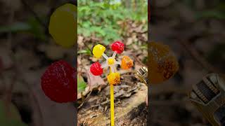 Bushcraft skills  candy lollipops eye candy bushcraft survival camping forest outdoors [upl. by Bernj212]