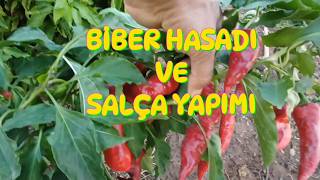 Biber Salçası Nasıl Yapılır bahçe garden köy bitki bitki [upl. by Basia433]