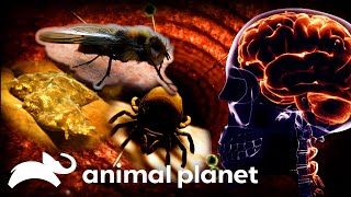 The Most Shocking Creatures and Infections  Monsters Inside Me  Animal Planet [upl. by Natanoy]