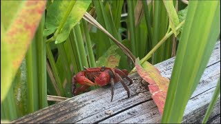 🦀カニ Crabs Mid August 497 [upl. by Woolley]