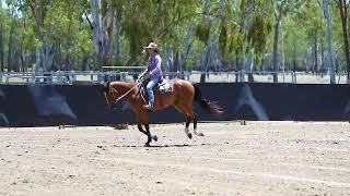 Dalby Stockhorse Sale 23 Lot 165 Supplejack RJ Diamond [upl. by Yralam]