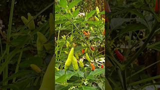 HOT tobacco peppers easy to glow and beautiful too Ram Sorat Giberson gardening 🙏 [upl. by Norrehs]