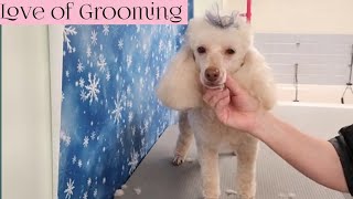 Grooming a Miniature Poodle [upl. by Aikan]