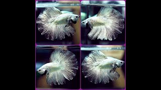 A369 Solid Color SILVER Halfmoon HM Male Betta Fish [upl. by Etnuad]