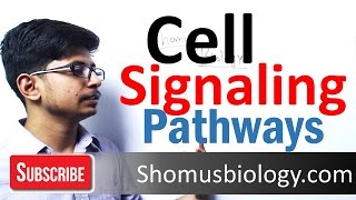 Cell signaling pathway [upl. by Kcin]