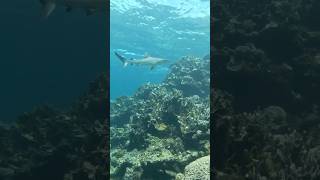 Ningaloo Reef  Grey Reef Shark reefshark ningalooreef scubadiving shark coralreef marinelife [upl. by Elvin]