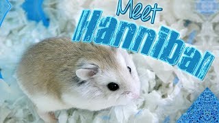 Old Adopting a Roborovski Hamster  Meet Hannibal  Munchies Place [upl. by Sihon]