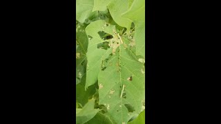 Cotton Worms armyworm and spottedworm of cotton [upl. by Ettezel]