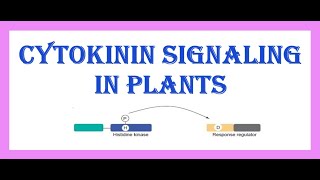 Cytokinin Signaling in Plants [upl. by Erehpotsirhc]