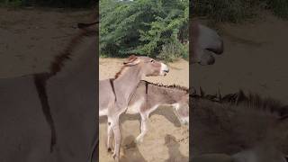 animals donkey shorts shortsfeed shortvideos pets [upl. by Iew910]