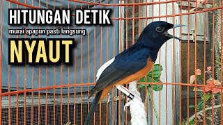 murai batu gacor AMPUH buat PANCINGAN murai batu agar bunyi JADIKAN burung murai gacor EMOSI NYAUT [upl. by Norvell]