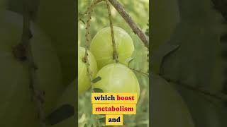 Top 5 Fruits That Help You Lose Weight Fast  Natural Weight Loss Foods facts [upl. by Ermeena45]