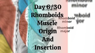 Day 630 Rhomboids muscle origin and insertion [upl. by Norret]