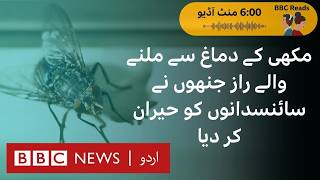 Flys brain scan revealed unbelievable secrets  BBC URDU [upl. by Nosde282]