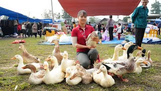 Harvesting Ducks Goes To Village Market Sell  Repair Ducks Farm amp Buy Ducklings To Raise [upl. by Gilberte]