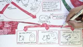 Mechanism of CELL MEDIATED TOXICITY [upl. by Chanda235]