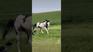 ogier horse życienawsi americanpainthorse country stanówka stallion [upl. by Kirsti]