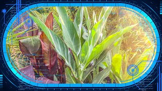 Tropical Garden Overwintering Tip  Insurance Plants amp Experimentation [upl. by Dumanian]