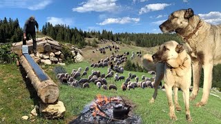 ÇOBANIN KURTÇU KANGALLARI  KANGAL İLE KURT [upl. by Kan]