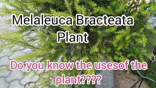 Melaleuca Bracteata plant l uses of the plant l beautiful nature [upl. by Ayoras392]