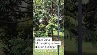 Kebun Musangking terbesar di Kuningan [upl. by Ierdna]