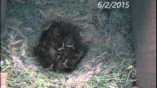 Blackcapped Chickadee Nest Box [upl. by Mihsah563]