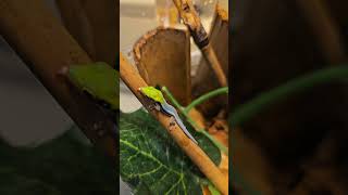 Phelsuma klemmeri aka Neon Day Gecko Hatchlings are stunning gecko microgecko reptiles lizard [upl. by Anoyi]