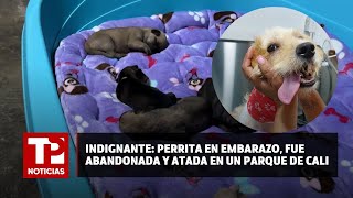 Indignante Perrita en embarazo fue abandonada y atada en un parque de Cali 24072024 TPNoticias [upl. by Rimaa]