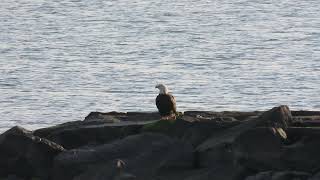 Bald eagle at Cliffwood Beach NJ [upl. by Bohannon]