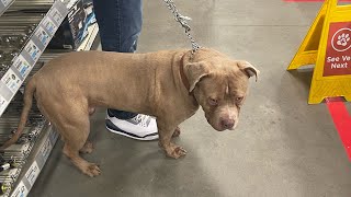 Extraordinary Quality American Bully Without Cropped Ears 110 lbs [upl. by Kajdan553]